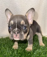 Coco, a female French Bulldog for sale in Austin, TX – Photo 2 of 3