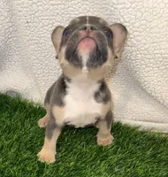 Coco, a female French Bulldog for sale in Austin, TX – Photo 3 of 3