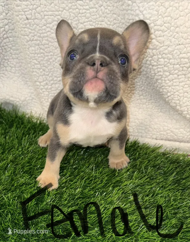 Coco – French Bulldog puppy for sale in Austin, TX