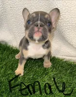 Coco, a female French Bulldog for sale in Austin, TX – Photo 1 of 3