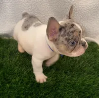 Corazon , a male French Bulldog for sale in Austin, TX – Photo 2 of 4