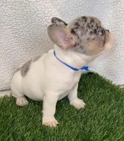 Corazon , a male French Bulldog for sale in Austin, TX – Photo 3 of 4
