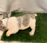 Corazon , a male French Bulldog for sale in Austin, TX – Photo 4 of 4