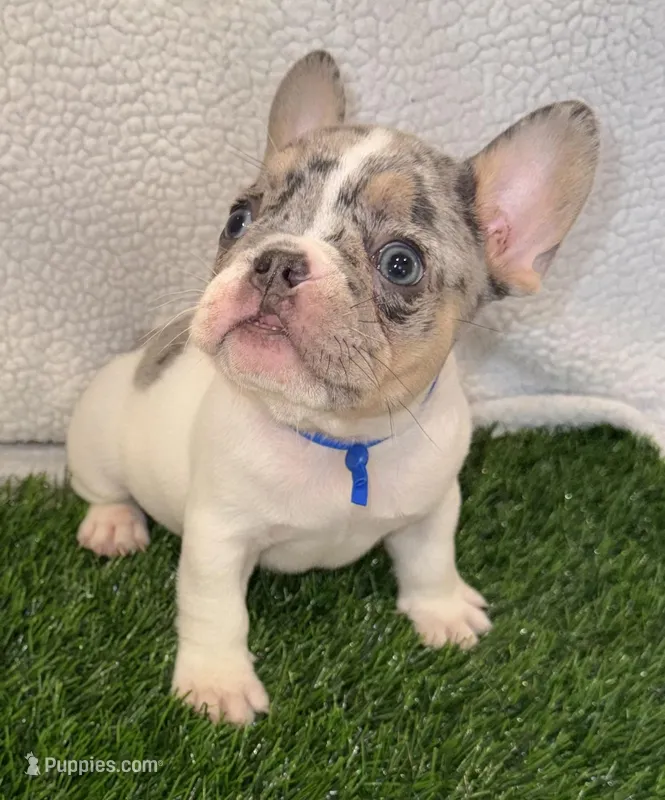 Corazon  – French Bulldog puppy for sale in Austin, TX