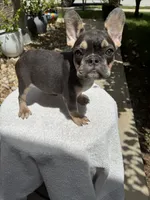 Coco, a female French Bulldog for sale in Austin, TX – 5 of 5