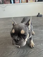 Coco, a female French Bulldog for sale in Austin, TX – 8 of 8