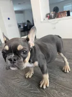 Coco, a female French Bulldog for sale in Austin, TX – 7 of 8