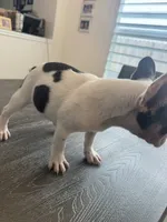 Vaca, a male French Bulldog for sale in Austin, TX – 2 of 3