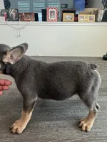 Bella, a female French Bulldog for sale in Austin, TX – 4 of 6
