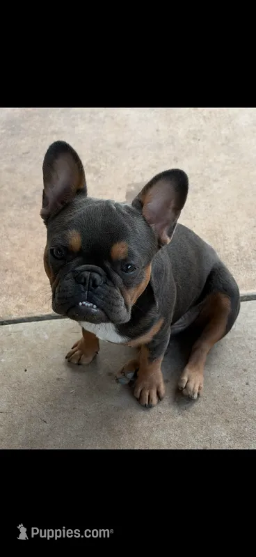 Bear – French Bulldog puppy for sale in Austin, TX