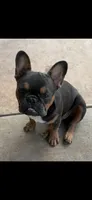Bear, a male French Bulldog for sale in Austin, TX – 1 of 2
