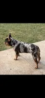 Itty bitty, a female French Bulldog for sale in Austin, TX – 2 of 2