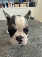 Vaca, a male French Bulldog for sale in Austin, TX – 3 of 3