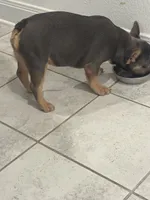 Bella, a female French Bulldog for sale in Austin, TX – 5 of 6