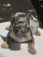 Rocky, a male French Bulldog for sale in Austin, TX – 3 of 3
