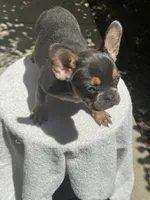 Bella, a female French Bulldog for sale in Austin, TX – 3 of 3
