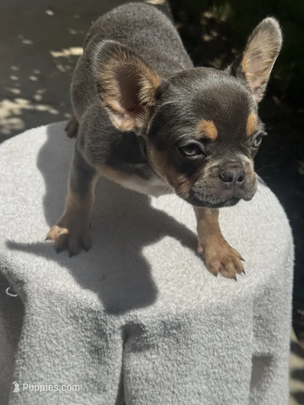 Bella – French Bulldog puppy for sale in Austin, TX