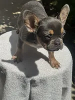 Bella, a female French Bulldog for sale in Austin, TX – 2 of 3