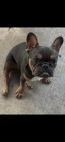Bear, a male French Bulldog for sale in Austin, TX – 2 of 2
