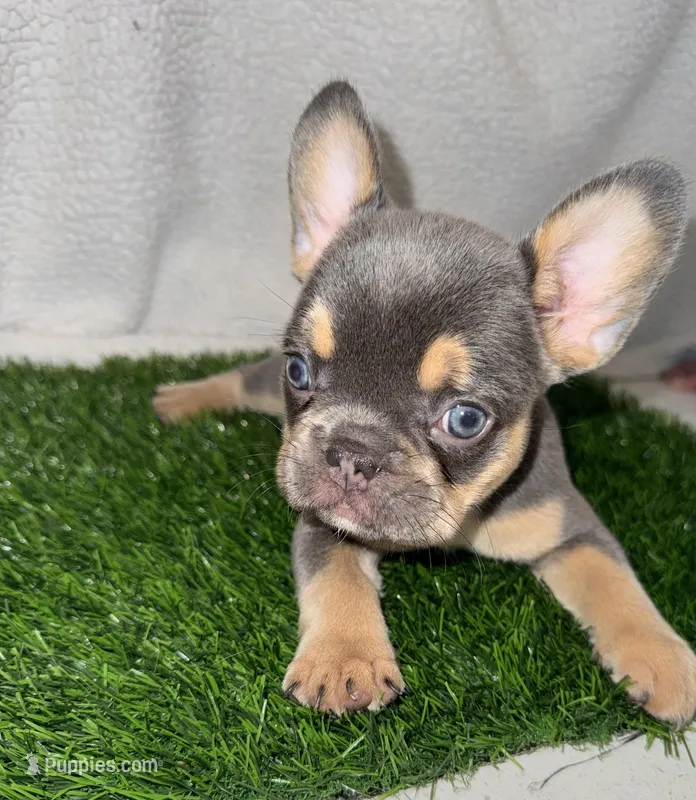 Bella – French Bulldog puppy for sale in Austin, TX