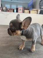 Bella, a female French Bulldog for sale in Austin, TX – 6 of 6