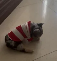 Gus, a male French Bulldog for sale in Columbus, GA – Photo 3 of 9