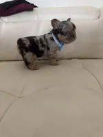 Gus, a male French Bulldog for sale in Columbus, GA – Photo 8 of 9