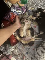 Gus, a male French Bulldog for sale in Columbus, GA – Photo 6 of 9