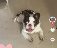 Gus, a male French Bulldog for sale in Columbus, GA – Photo 4 of 9