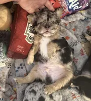 Gus, a male French Bulldog for sale in Columbus, GA – Photo 5 of 9