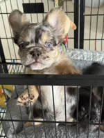 Gus, a male French Bulldog for sale in Columbus, GA – Photo 7 of 9