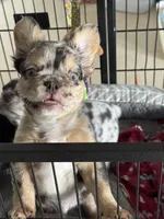 Gus, a male French Bulldog for sale in Columbus, GA – Photo 1 of 9