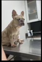 Gus, a male French Bulldog for sale in Columbus, GA – Photo 2 of 9