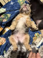 Gus, a male French Bulldog for sale in Columbus, GA – Photo 9 of 9