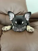 Sundae, a female French Bulldog for sale in Columbus, GA – Photo 7 of 10