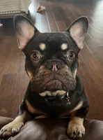 Sundae, a female French Bulldog for sale in Columbus, GA – Photo 2 of 10