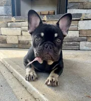 Sundae, a female French Bulldog for sale in Columbus, GA – Photo 1 of 10