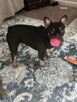 Sundae, a female French Bulldog for sale in Columbus, GA – Photo 10 of 10
