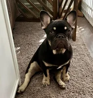 Sundae, a female French Bulldog for sale in Columbus, GA – Photo 8 of 10