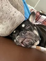 Sundae, a female French Bulldog for sale in Columbus, GA – Photo 9 of 10