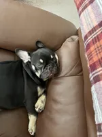 Sundae, a female French Bulldog for sale in Columbus, GA – Photo 3 of 10