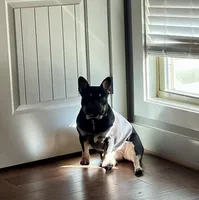 Sundae, a female French Bulldog for sale in Columbus, GA – Photo 6 of 10