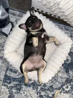 Sundae, a female French Bulldog for sale in Columbus, GA – Photo 10 of 10