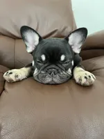 Sundae, a female French Bulldog for sale in Columbus, GA – Photo 9 of 10