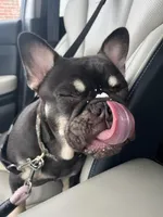 Sundae, a female French Bulldog for sale in Columbus, GA – Photo 8 of 10