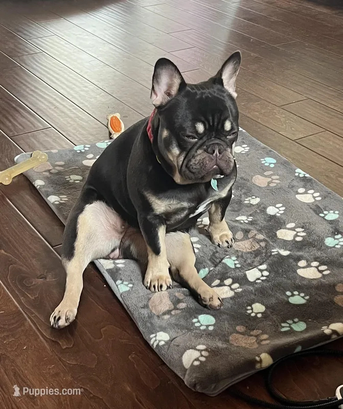 Sundae – French Bulldog puppy for sale in Columbus, GA