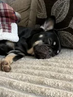 Sundae, a female French Bulldog for sale in Columbus, GA – Photo 6 of 10