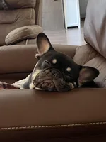 Sundae, a female French Bulldog for sale in Columbus, GA – Photo 2 of 10