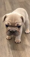 Bear, a male French Bulldog for sale in Kennesaw, GA – 2 of 2