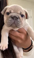 Bear, a male French Bulldog for sale in Kennesaw, GA – 1 of 2